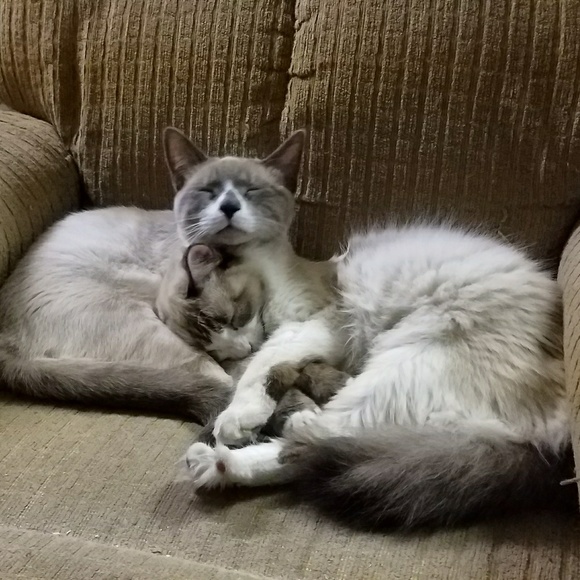 Meet your Posher, Maaka - Picture 7 of 7